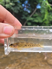Etheostoma podostemone