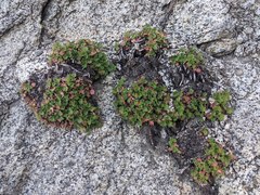 Heuchera hirsutissima