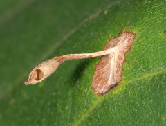 Andricus chinquapin