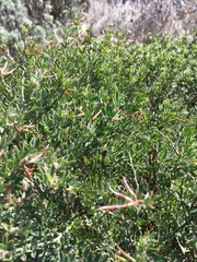 Acmispon dendroideus traskiae