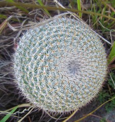 Mammillaria haageana conspicua