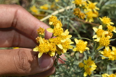 Picradeniopsis oppositifolia