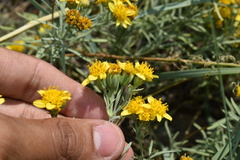 Picradeniopsis oppositifolia