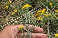 Picradeniopsis oppositifolia