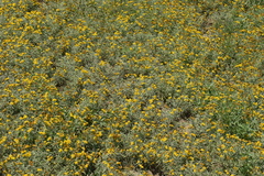 Picradeniopsis oppositifolia