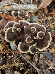 Phellodon nothofagi