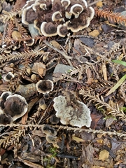 Phellodon nothofagi