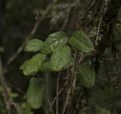 Boquila trifoliolata