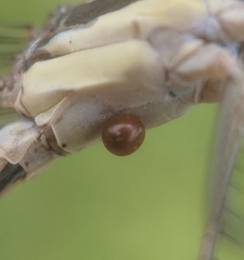 Arrenurus