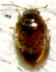 Contacyphon variabilis