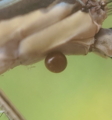Arrenurus