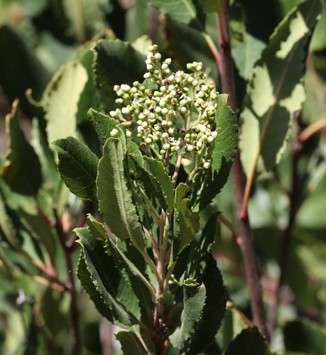 photo of Toyon (Heteromeles arbutifolia)