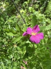 Rosa majalis