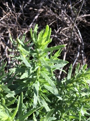 Deinandra clementina