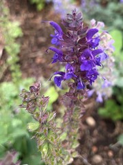 Salvia × sylvestris