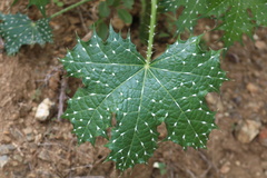 Cnidoscolus maculatus