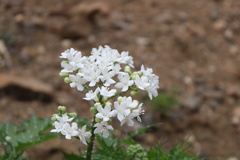 Cnidoscolus maculatus