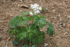 Cnidoscolus maculatus