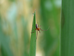 Pityohyphantes rubrofasciatus