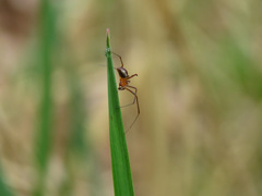 Pityohyphantes rubrofasciatus