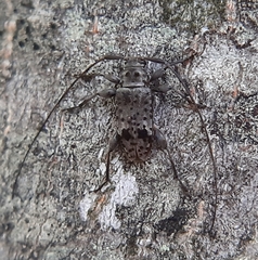 Hyperplatys maculatus