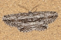 Scioglyptis canescaria