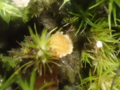 Octospora maireana