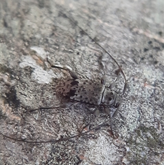 Hyperplatys maculatus