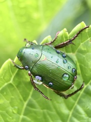Anomala albopilosa albopilosa
