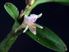 Scaphyglottis prolifera