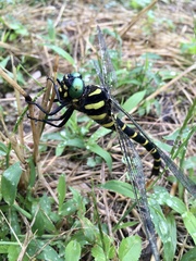 Anotogaster sieboldii