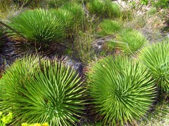 Agave stricta