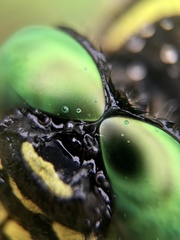 Anotogaster sieboldii