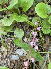 Pyrola asarifolia incarnata
