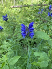 Dracocephalum ruyschiana