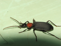 Galerita collaris
