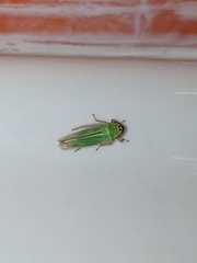Cicadella viridis