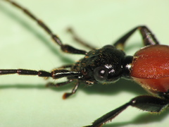 Galerita collaris