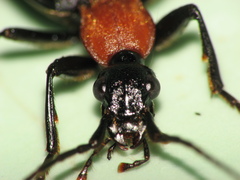 Galerita collaris