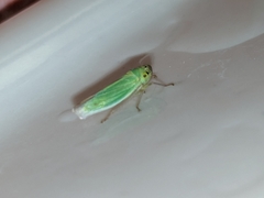 Cicadella viridis
