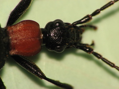 Galerita collaris
