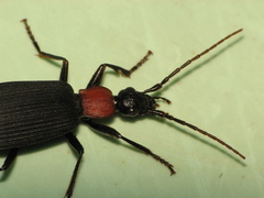 Galerita collaris