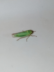 Cicadella viridis
