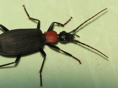 Galerita collaris