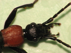 Galerita collaris