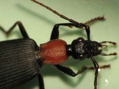Galerita collaris