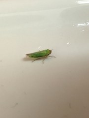Cicadella viridis