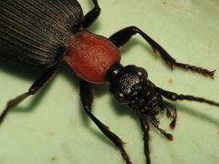Galerita collaris