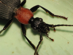 Galerita collaris