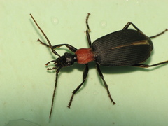 Galerita collaris